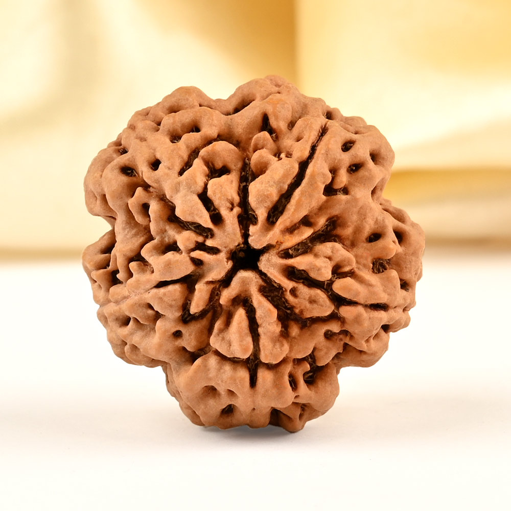 Super Collector 5 Mukhi from Nepal - DCLXXVII