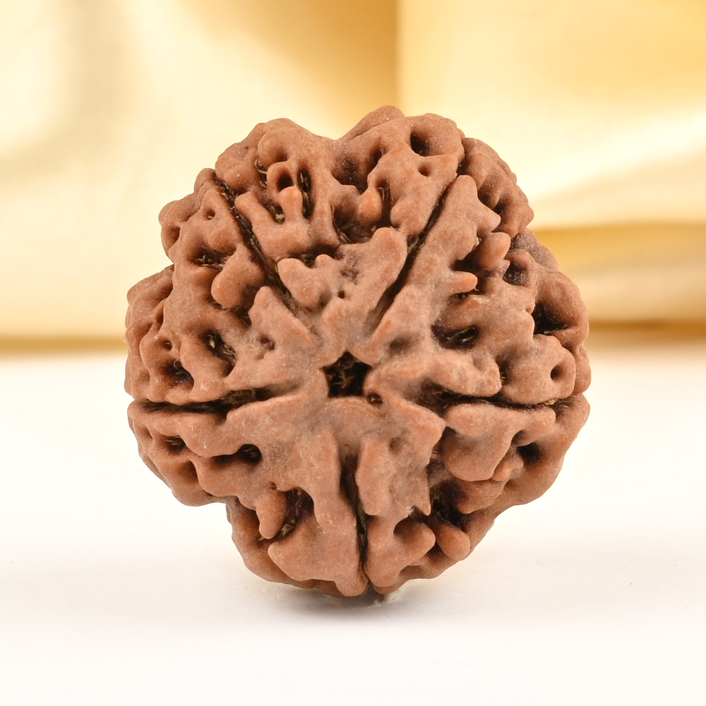 Super Collector 5 Mukhi from Nepal - DCLXXVIII