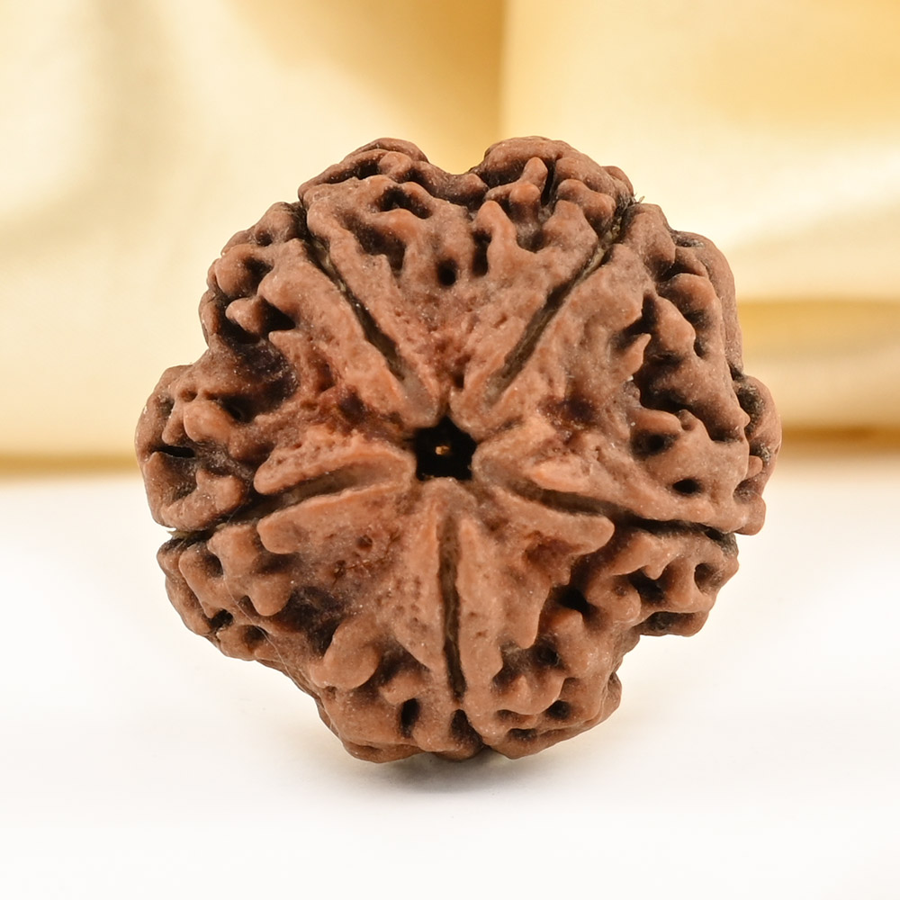 Super Collector 5 Mukhi from Nepal - DCLXXIX