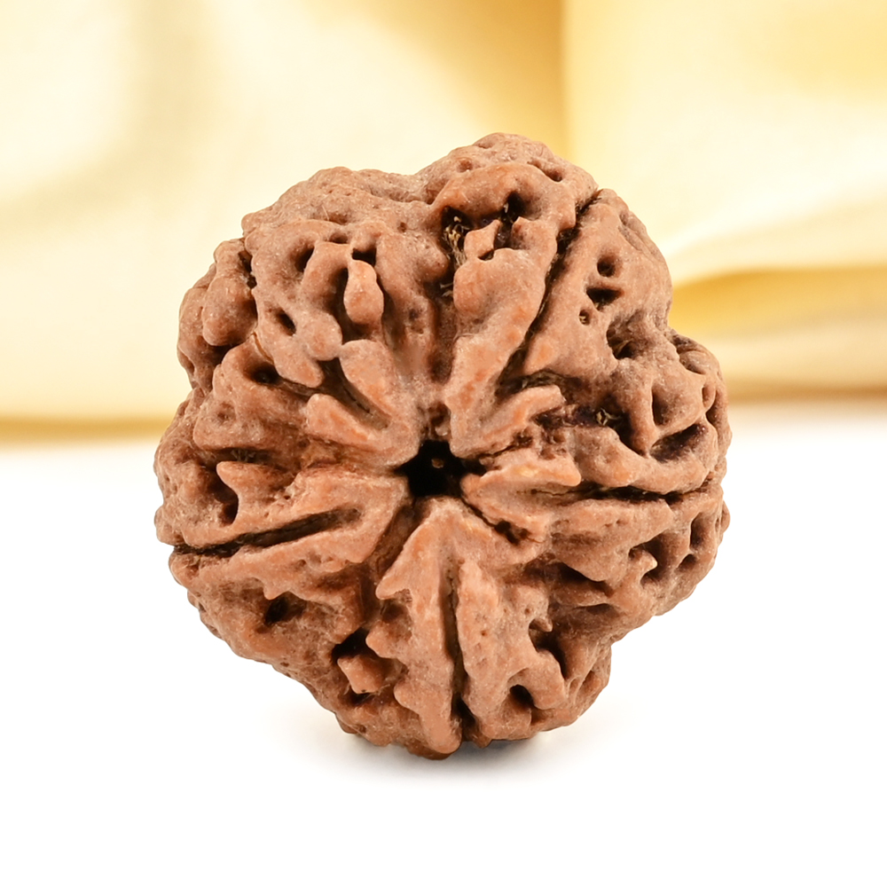 Super Collector 5 Mukhi from Nepal - DCLXXXI