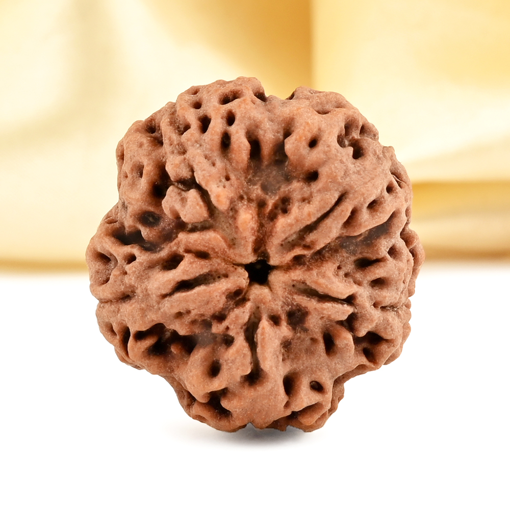 Super Collector 5 Mukhi from Nepal - DCLXXXII