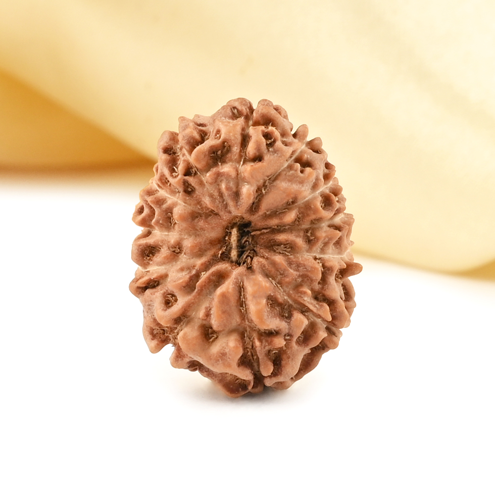 Collector 12 Mukhi from Java - CCXIX