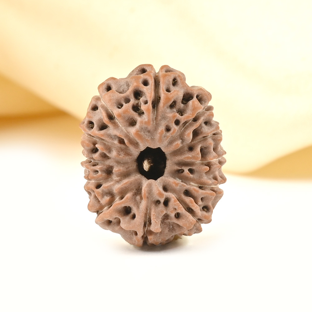 Collector 12 Mukhi from Java - CCXXXII