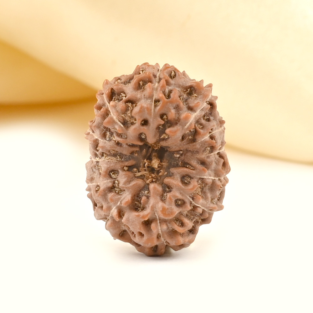 Collector 12 Mukhi from Java - CCXXXIII