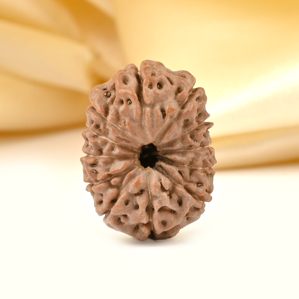 Collector 12 Mukhi from Java - CCXXXVI