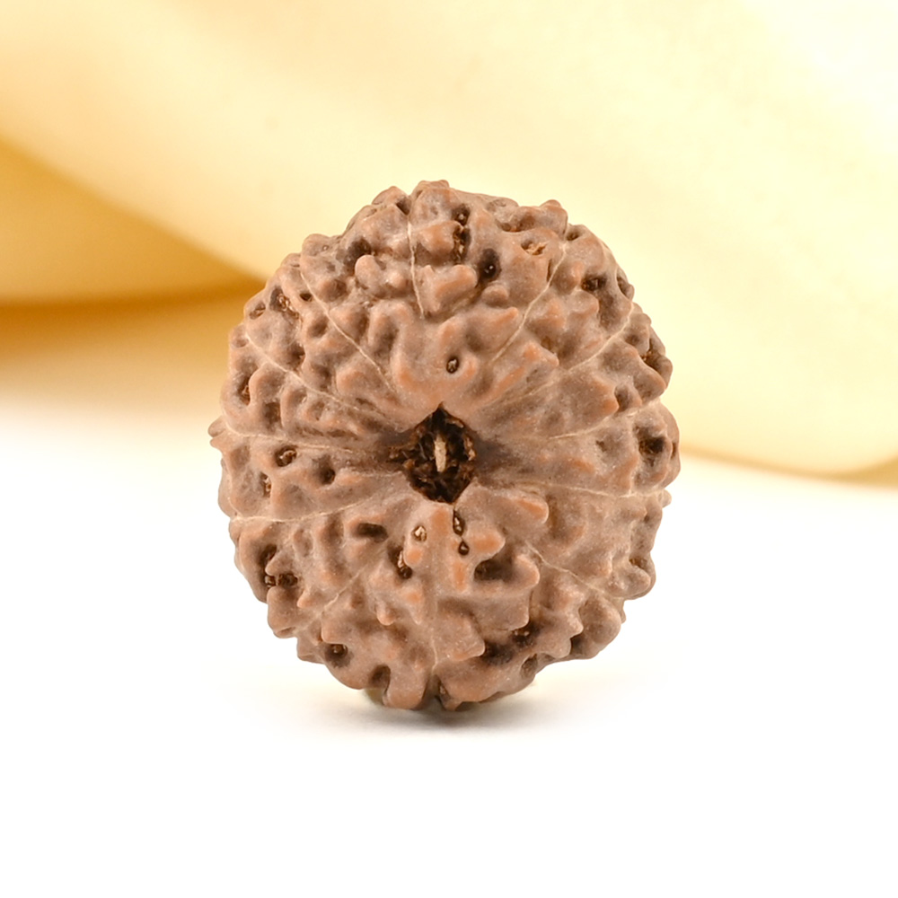 Collector 12 Mukhi from Java - CCXXXVII