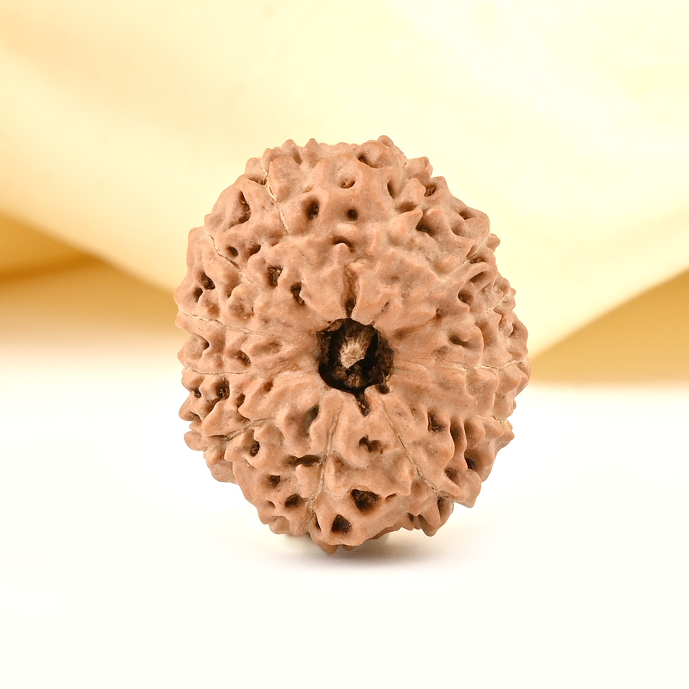 Collector 12 Mukhi from Java - CCXXXVIII