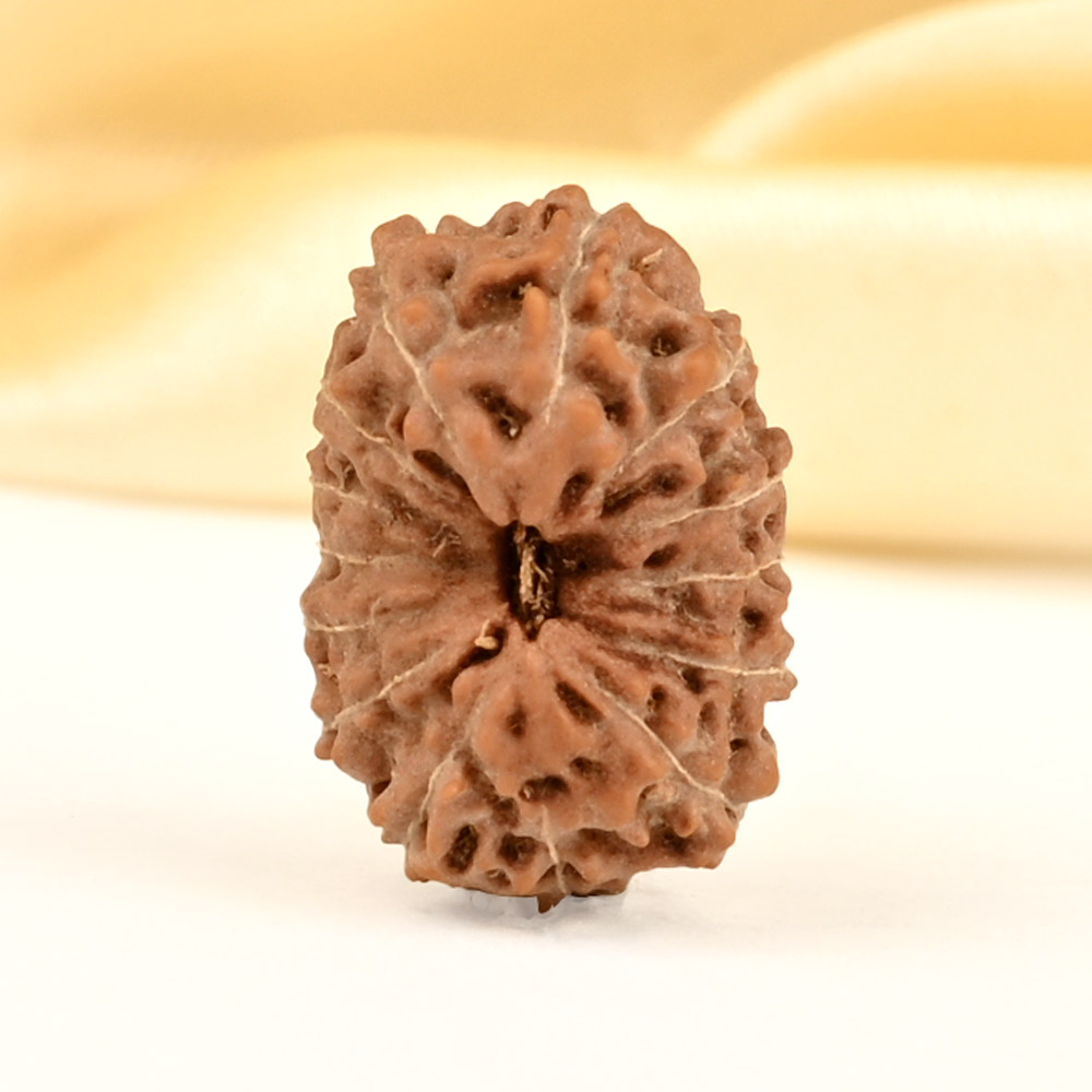 14 Mukhi from Java Indonesia Small - CDXVI