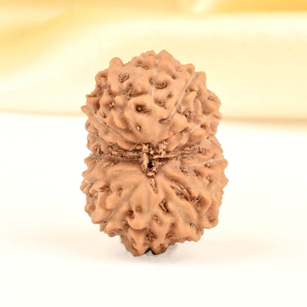 14 Mukhi from Java Indonesia Small - CDXVII