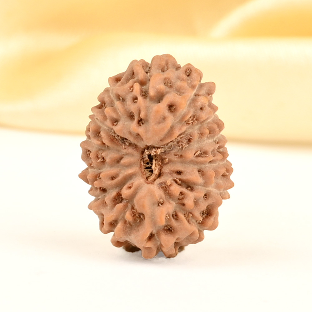 14 Mukhi from Java Indonesia Small - CDXVIII