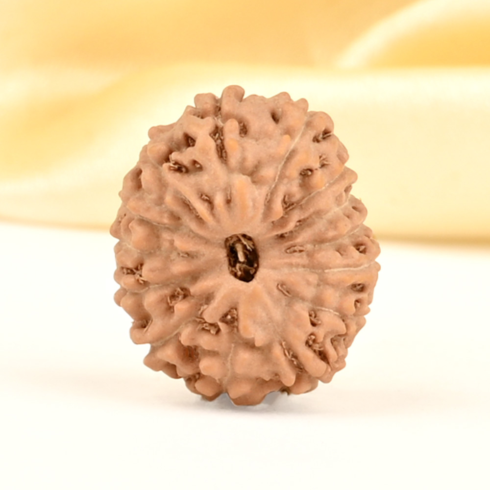 14 Mukhi from Java Indonesia Small - CDXIX