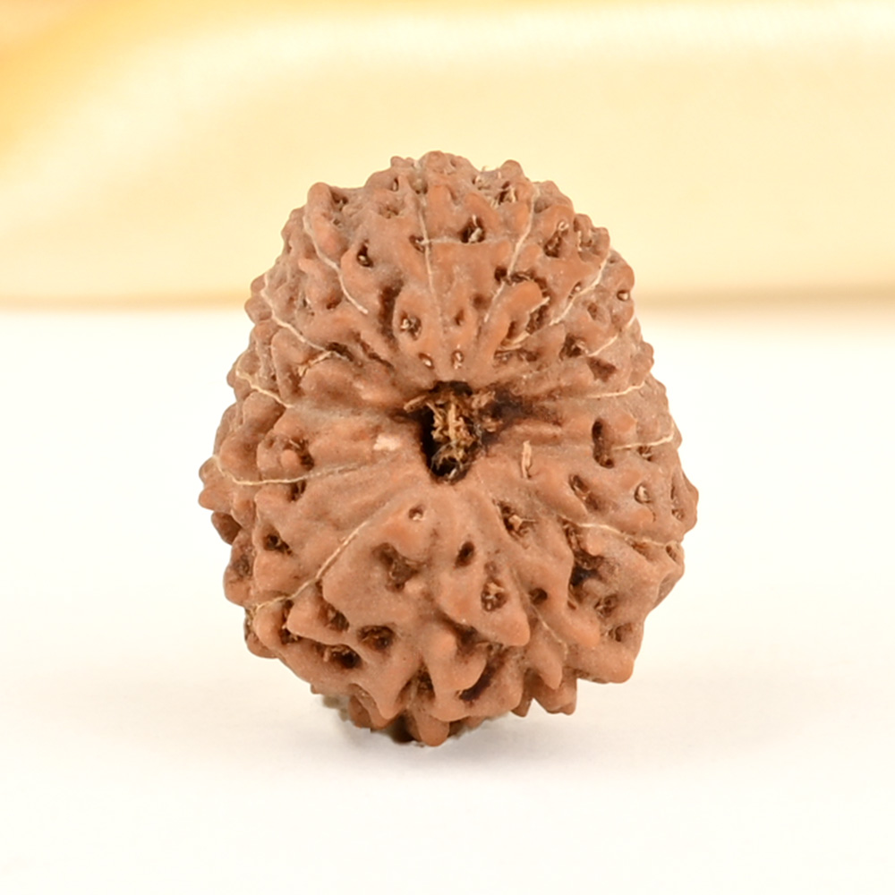 14 Mukhi from Java Indonesia Small - CDXXI