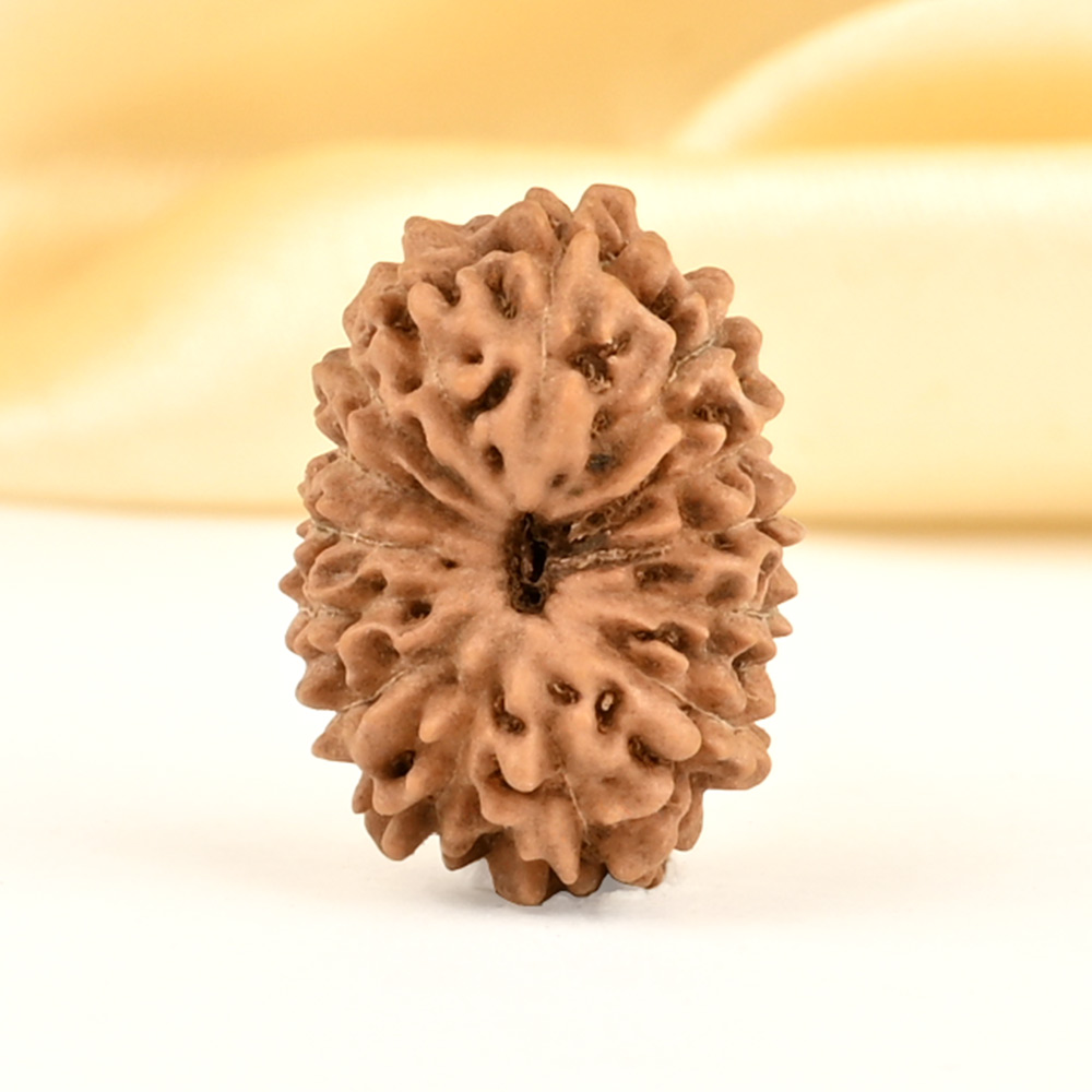 14 Mukhi from Java Indonesia Small - CDXXII