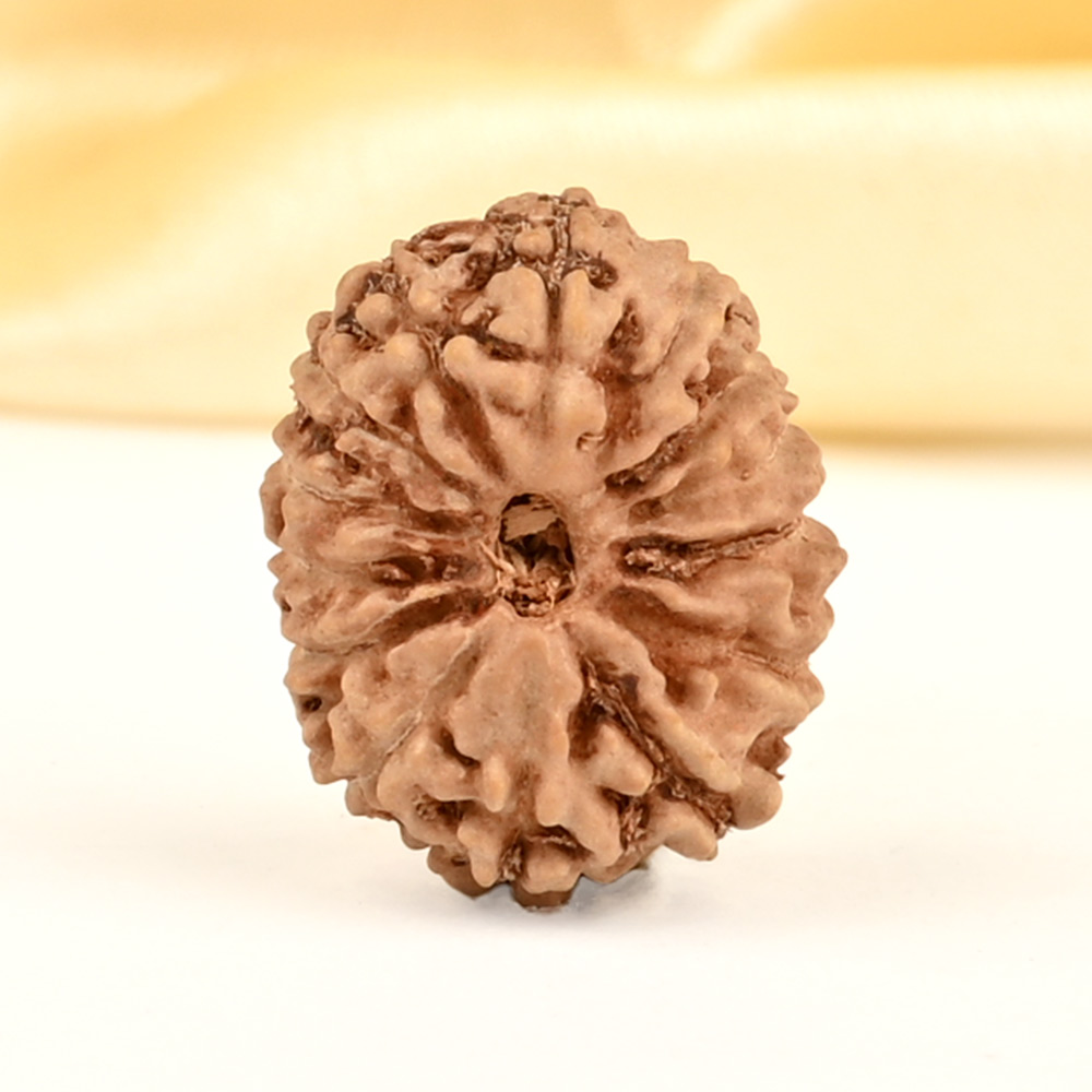 14 Mukhi from Java Indonesia Small - CDXXIII