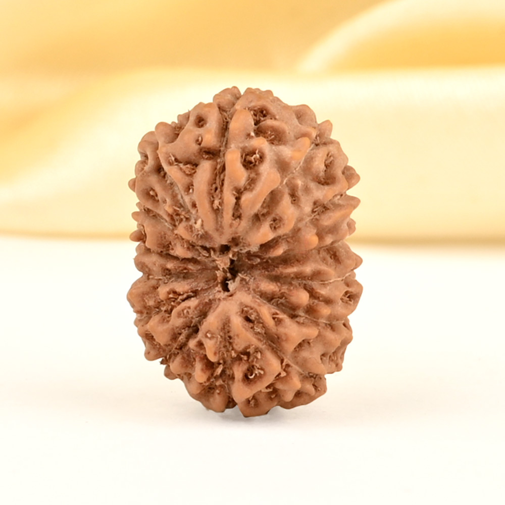 14 Mukhi from Java Indonesia Small - CDXXIV