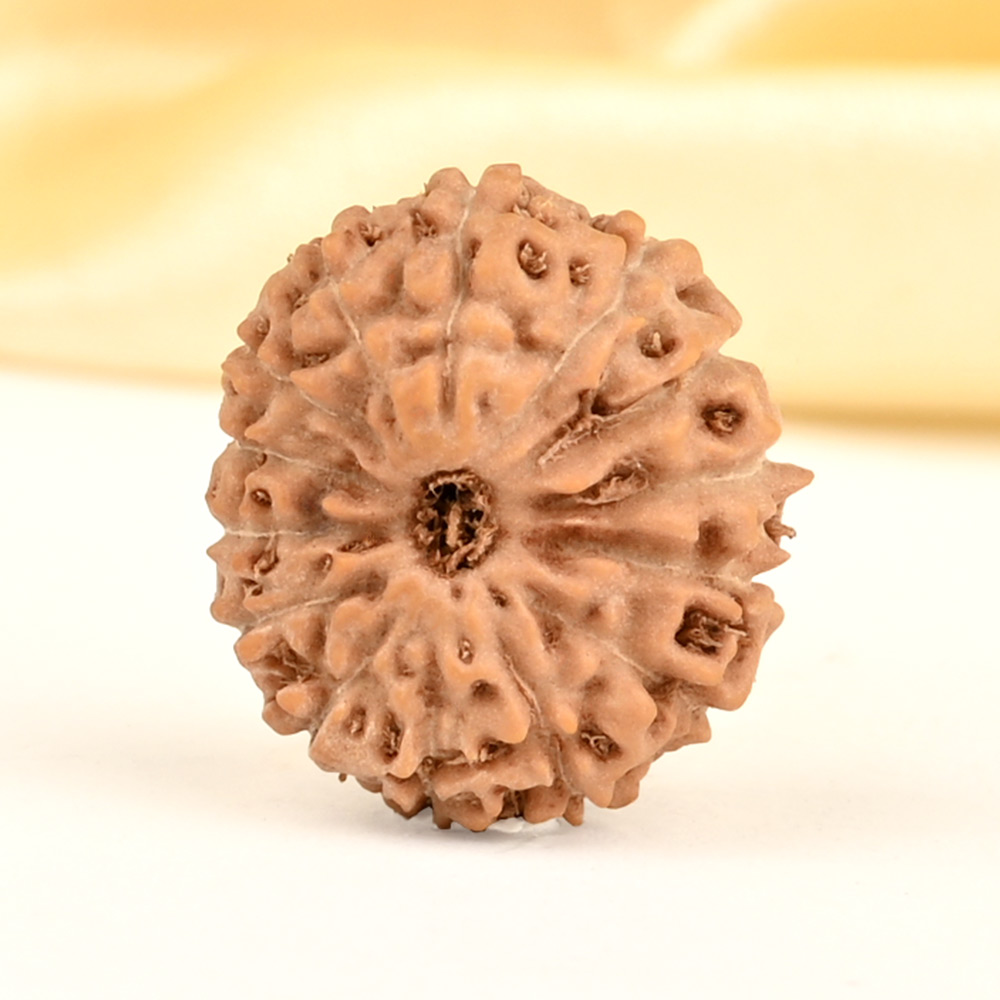 14 Mukhi from Java Indonesia Small - CDXXV