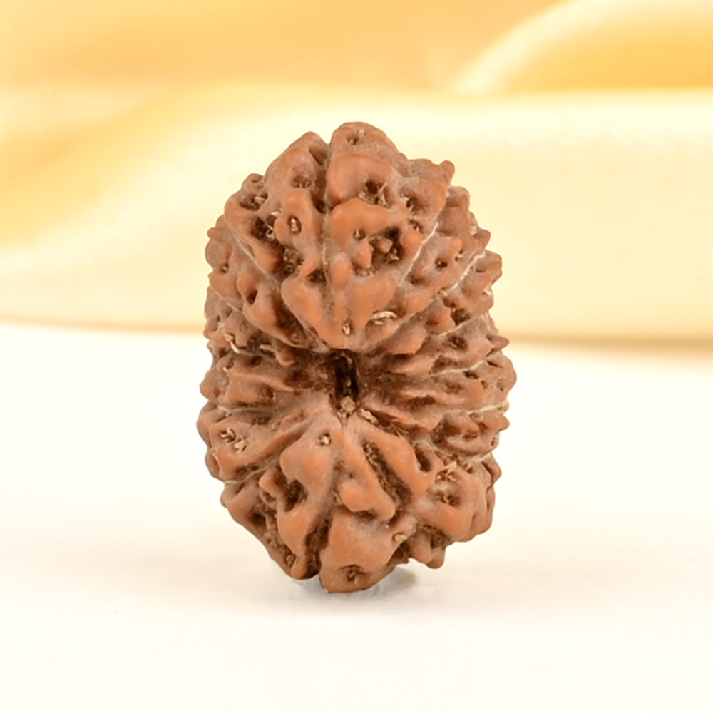 14 Mukhi from Java Indonesia Small - CDXXVI