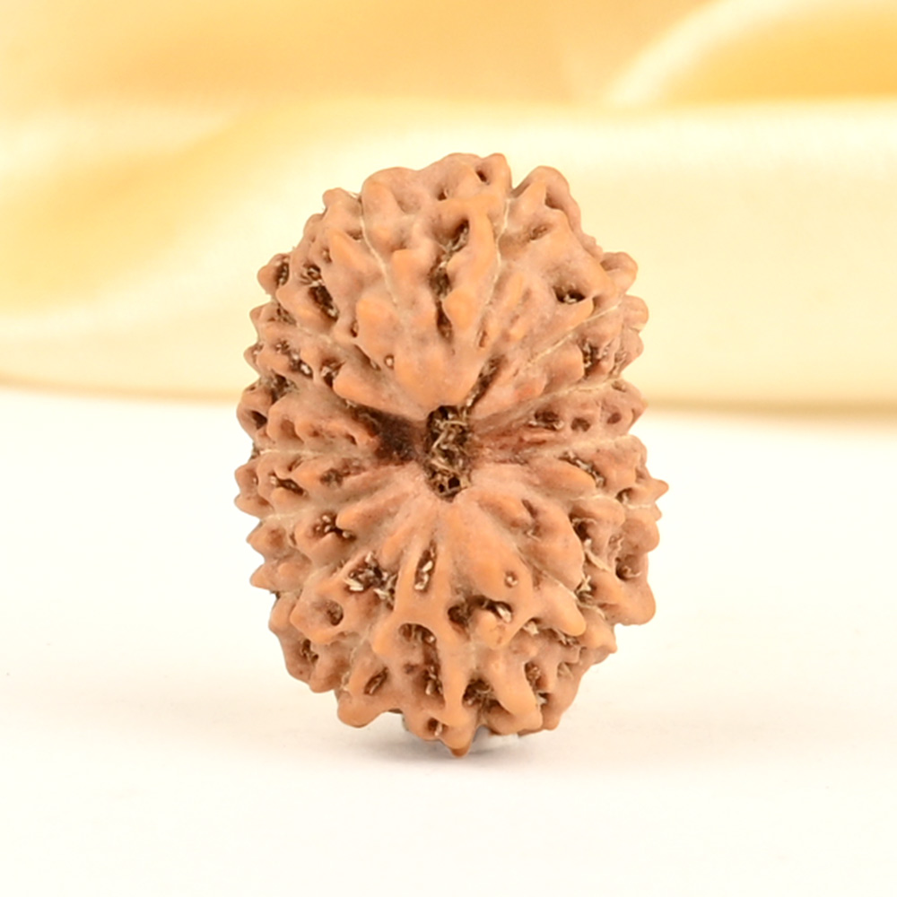 14 Mukhi from Java Indonesia Small - CDXXVIII