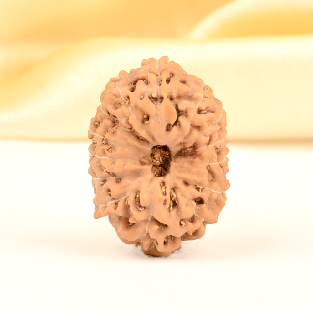 14 Mukhi from Java Indonesia Small - CDXXIX