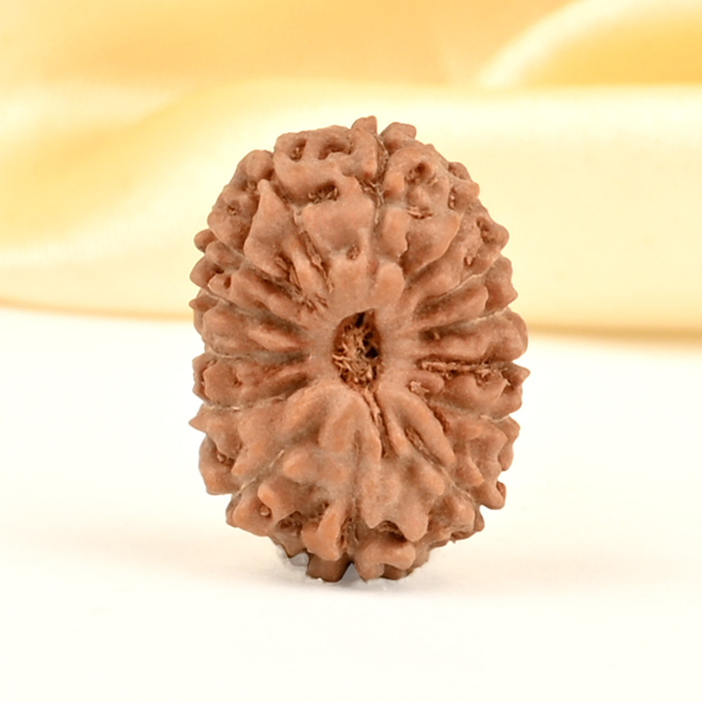 14 Mukhi from Java Indonesia Small - CDXXX