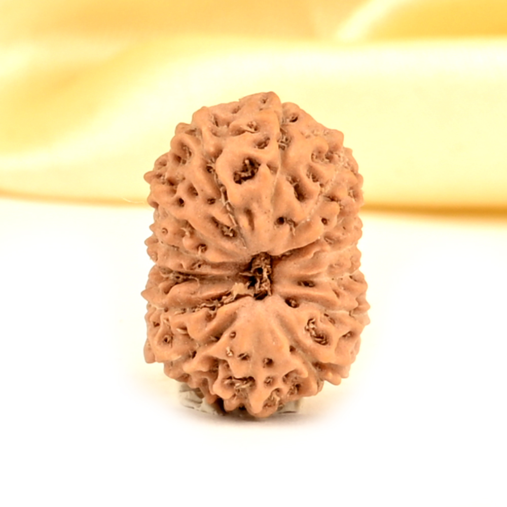 14 Mukhi from Java Indonesia Small - CDXXXI