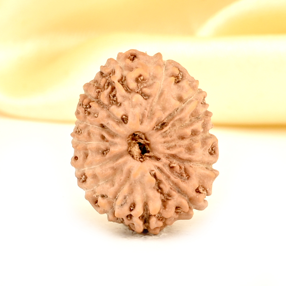 14 Mukhi from Java Indonesia Small - CDXXXII