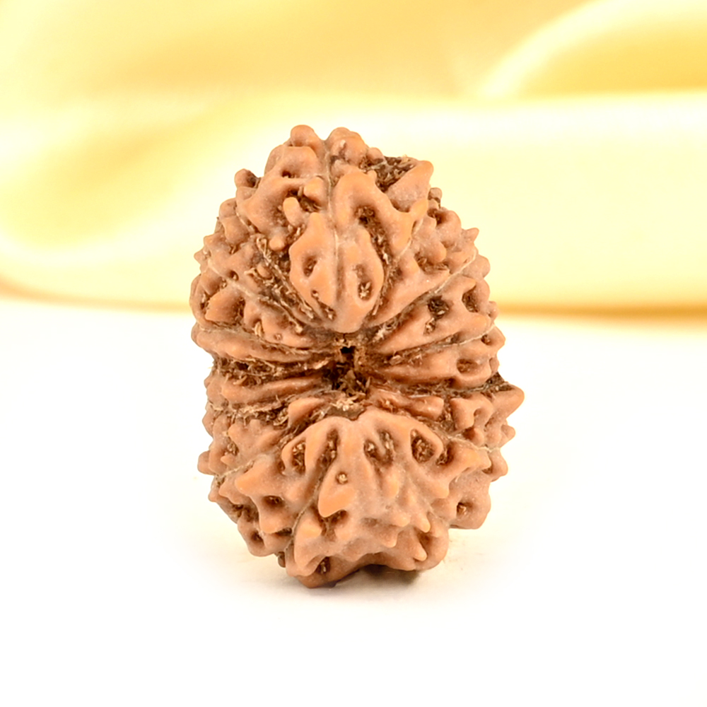 14 Mukhi from Java Indonesia Small - CDXXXIII
