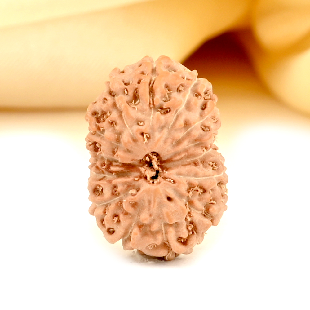 14 Mukhi from Java Indonesia Small - CDXXXIV