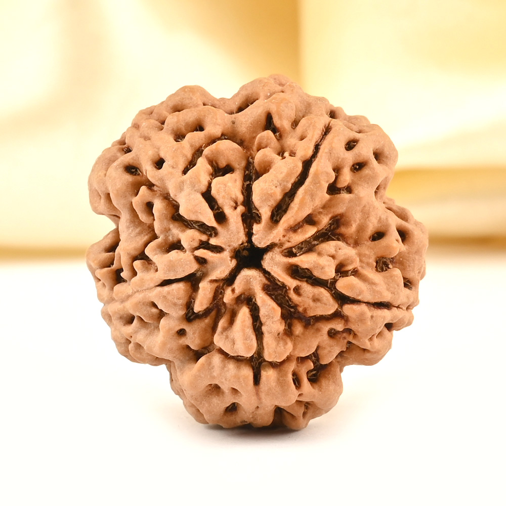 14 Mukhi from Java Indonesia Small - CDXXXV