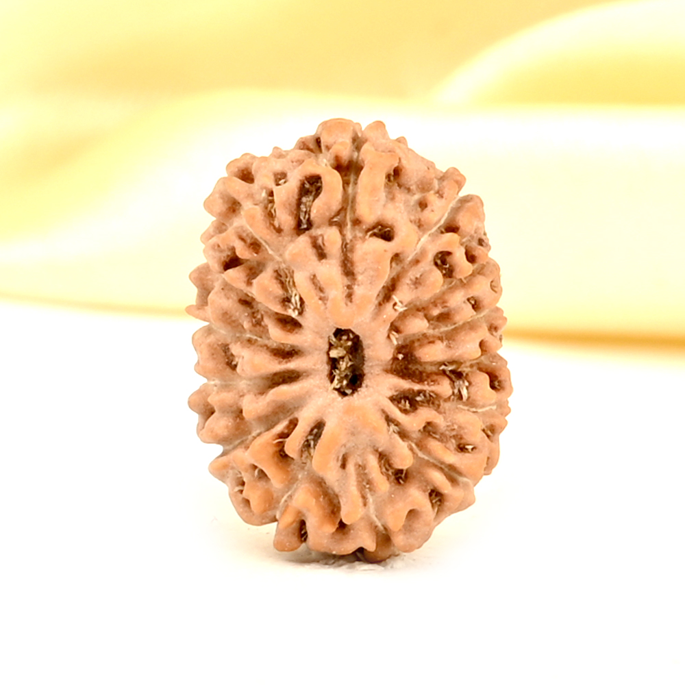14 Mukhi from Java Indonesia Small - CDXXXVI