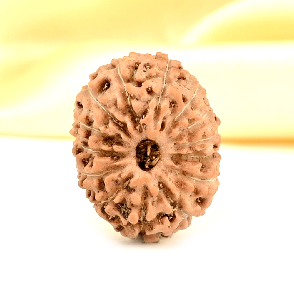 14 Mukhi from Java Indonesia Small - CDXXXVII