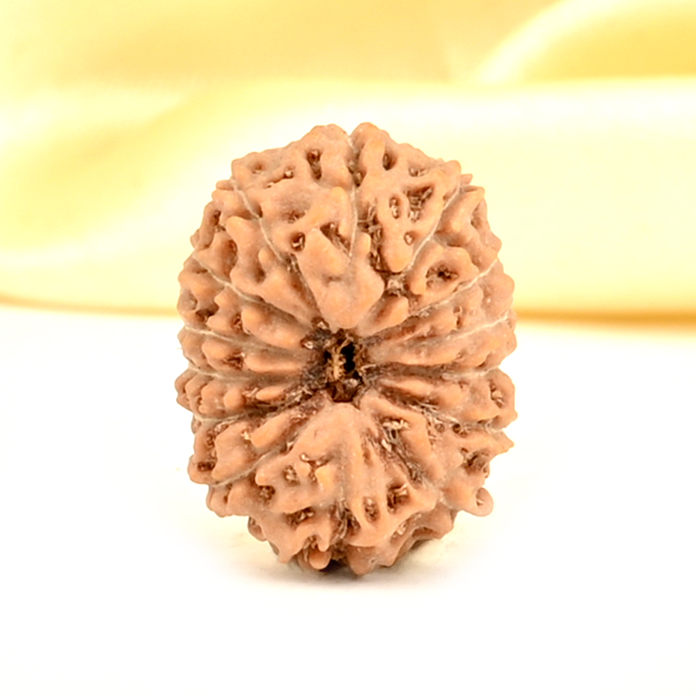 14 Mukhi from Java Indonesia Small - CDXXXVIII
