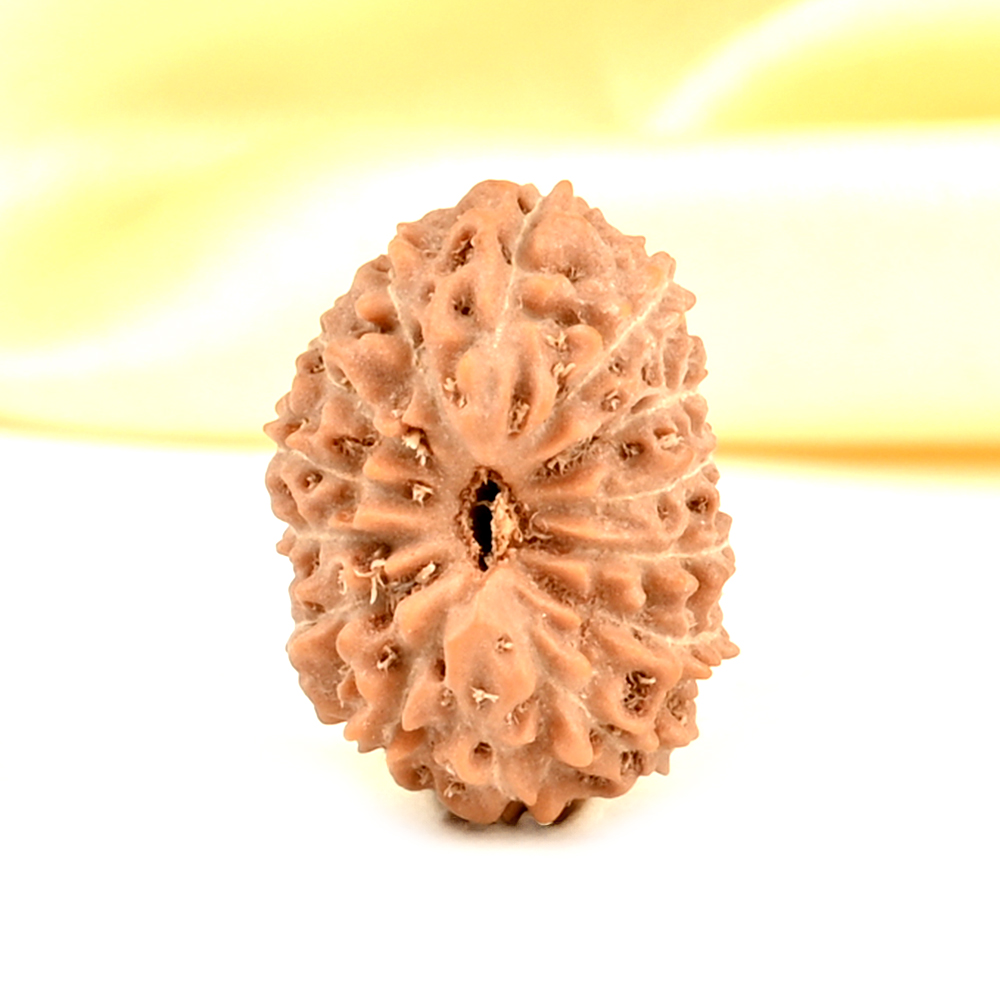 14 Mukhi from Java Indonesia Small - CDXXXIX