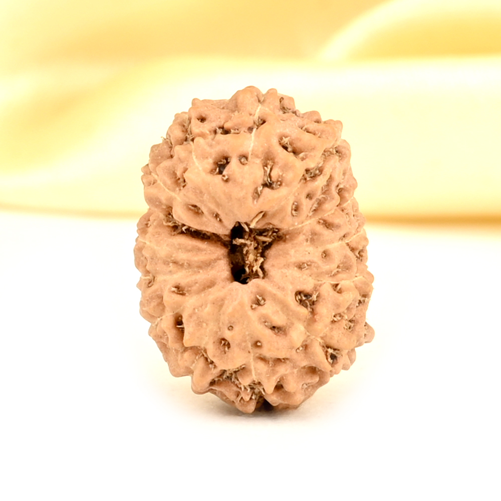 14 Mukhi from Java Indonesia Small - CDXL