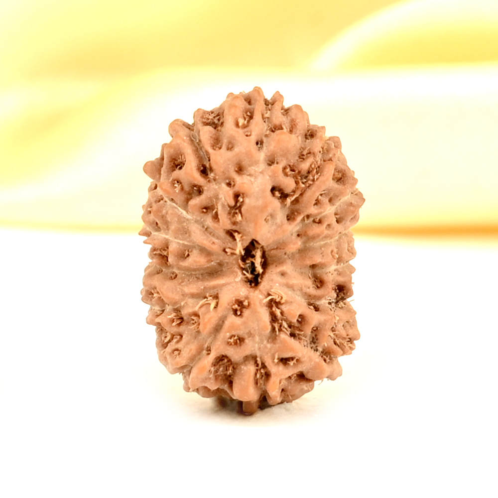 14 Mukhi from Java Indonesia Small - CDXLI