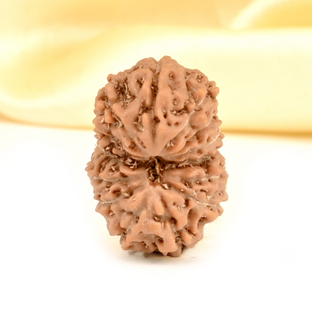 14 Mukhi from Java Indonesia Small - CDXLII