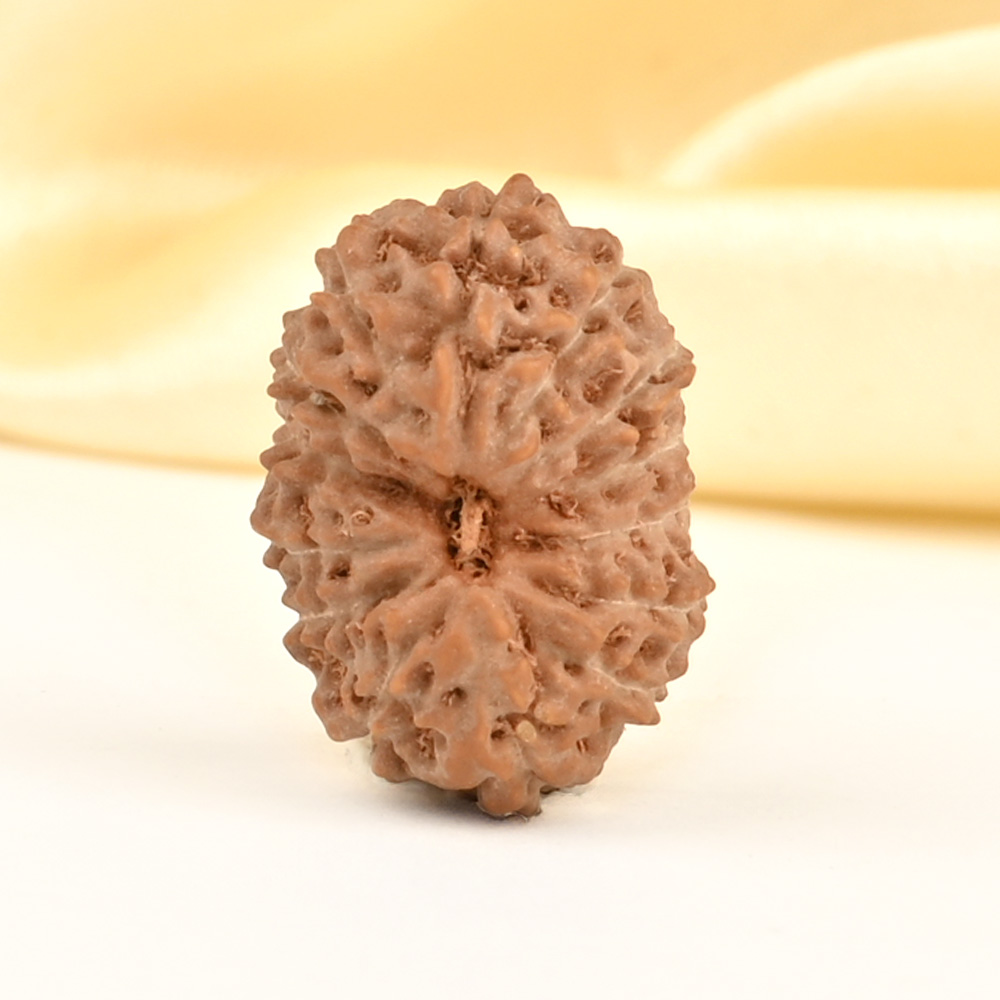 14 Mukhi from Java Indonesia Small - CDXLIII