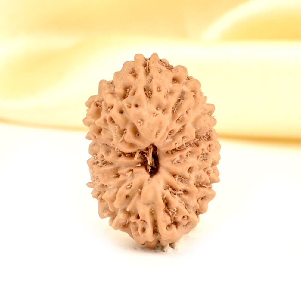 14 Mukhi from Java Indonesia Small - CDXLIV