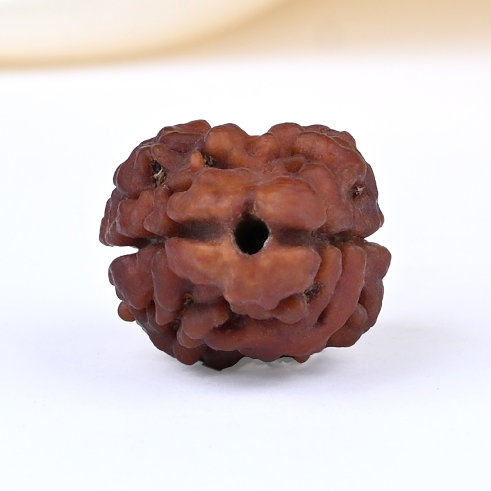 Rare 2 Mukhi Nepali Large - CXL