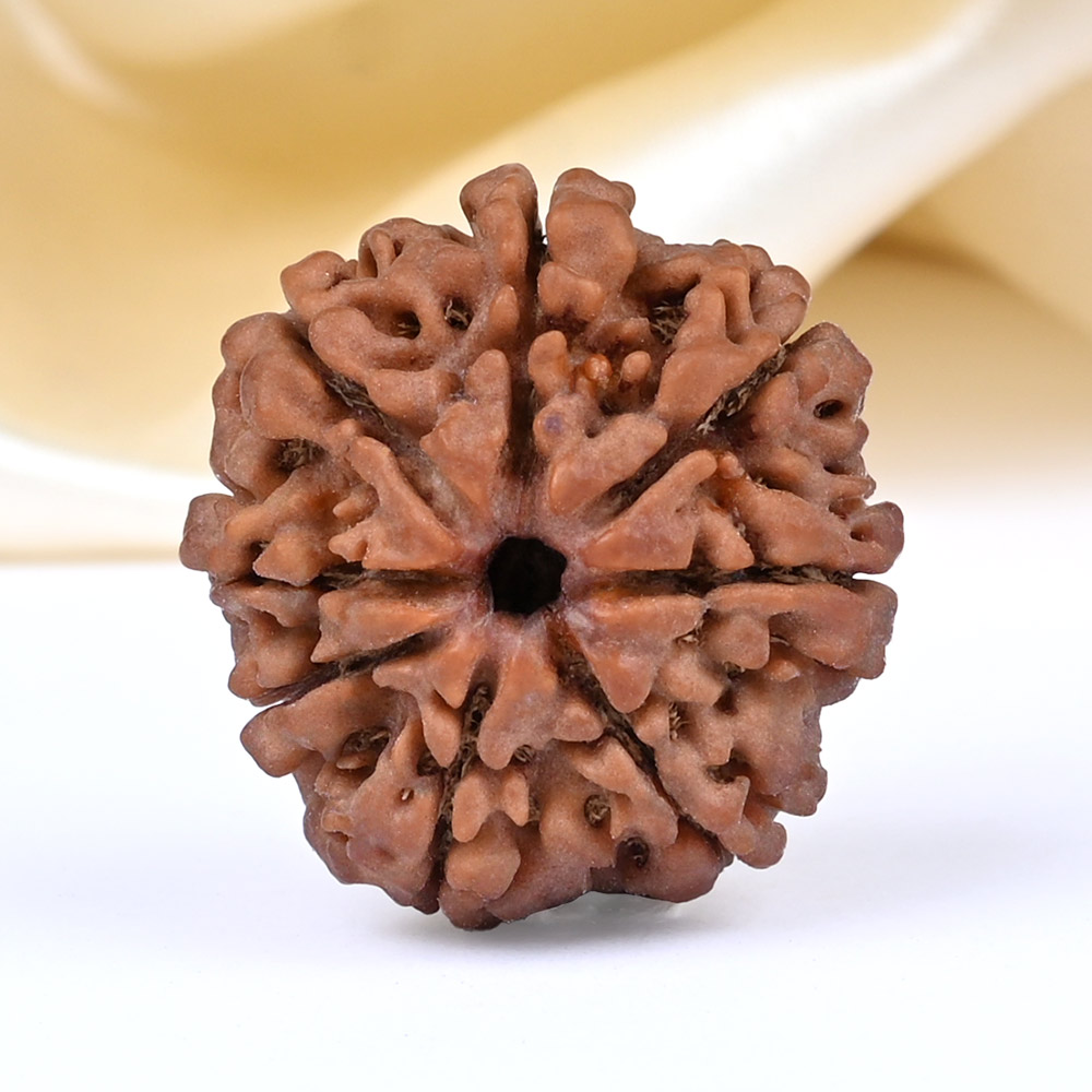 8 Mukhi from Nepal Large - CCVIII