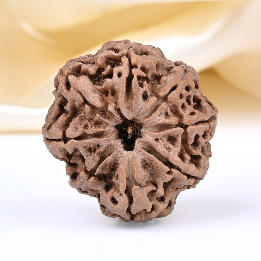 Collector 8 Mukhi from Nepal - CIV