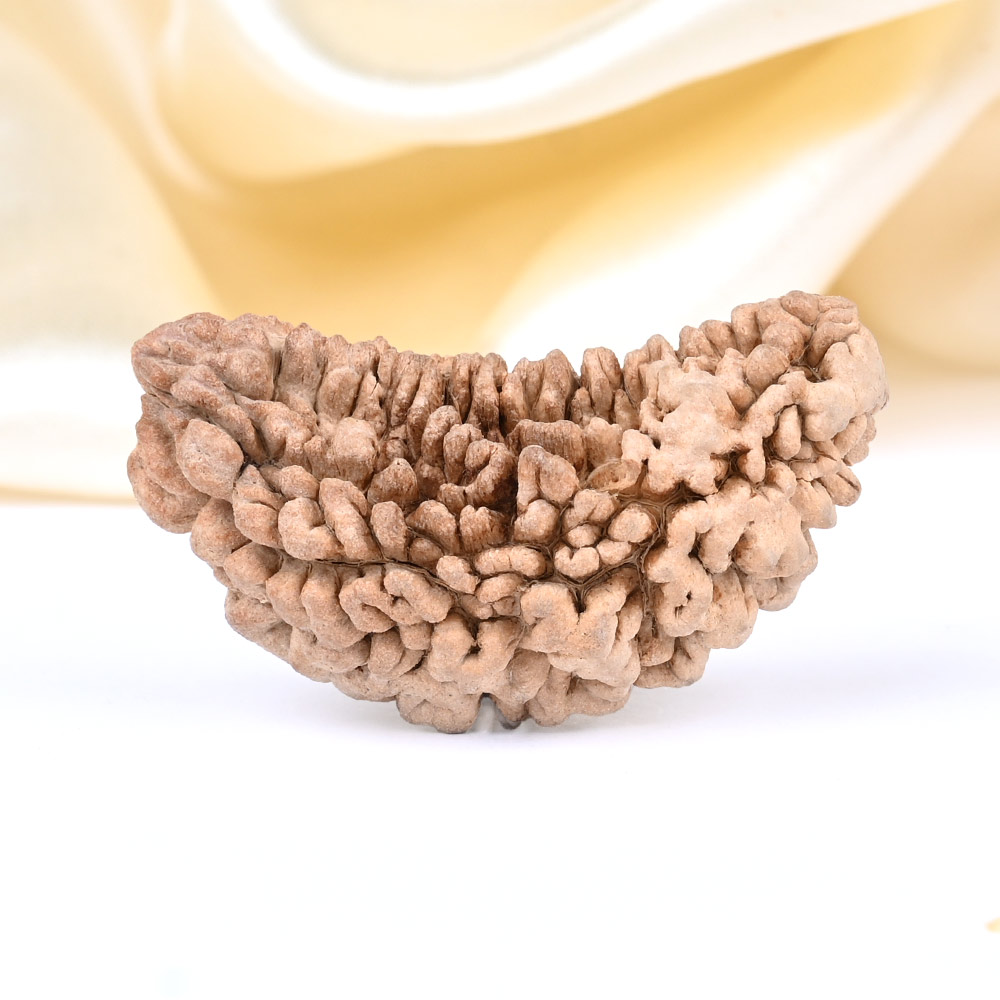 1 Mukhi Half Moon Collector - VIII