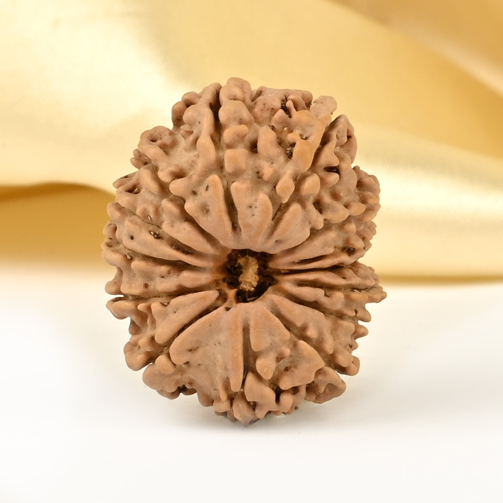 14 Mukhi from Nepal Small - CCLXXVII