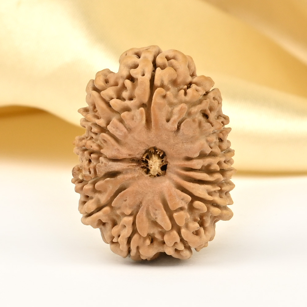 14 Mukhi from Nepal Small - CCLXXVIII