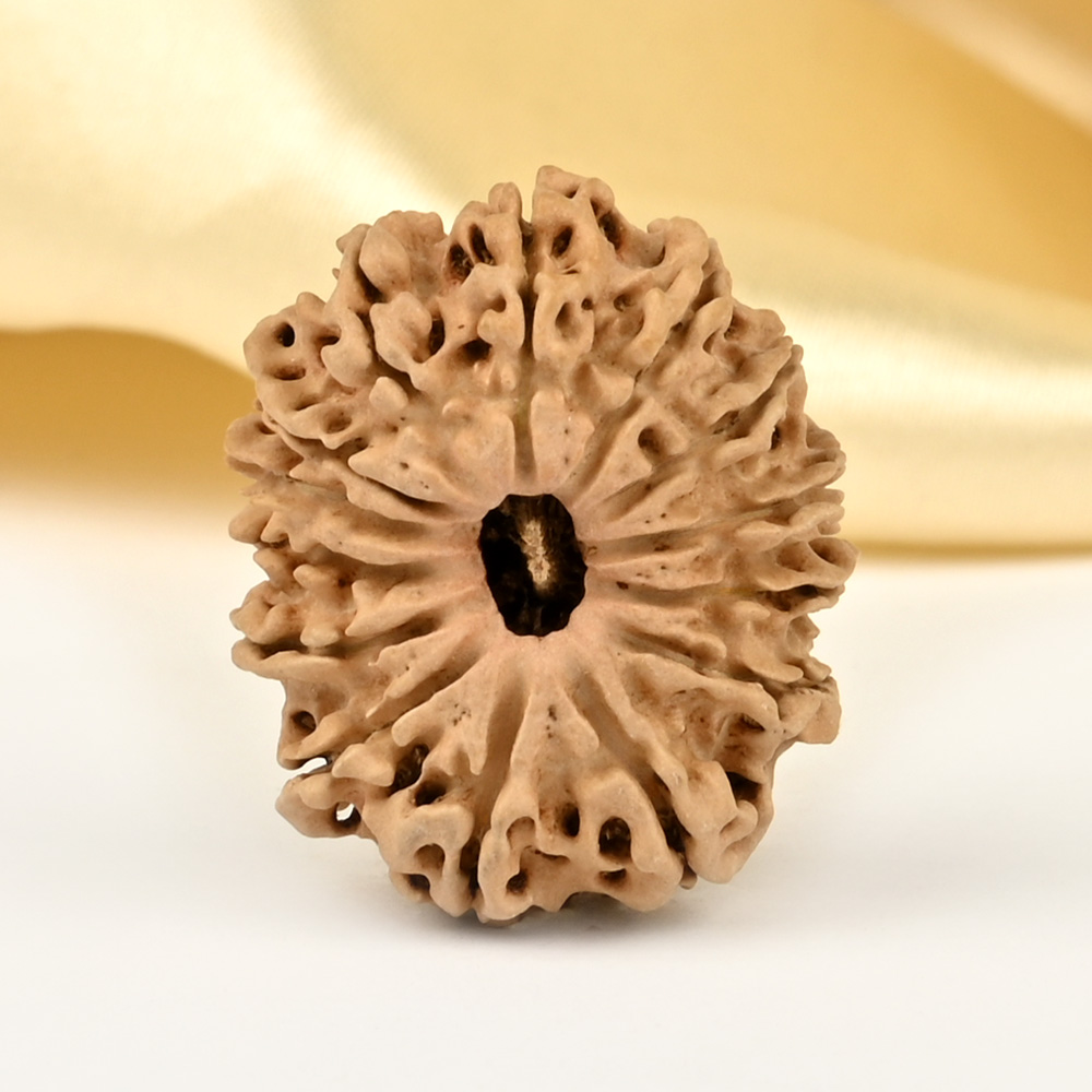 14 Mukhi from Nepal Small - CCLXXIX