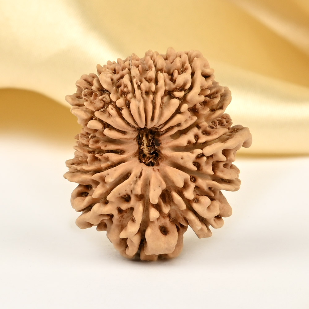 14 Mukhi from Nepal Small - CCLXXX