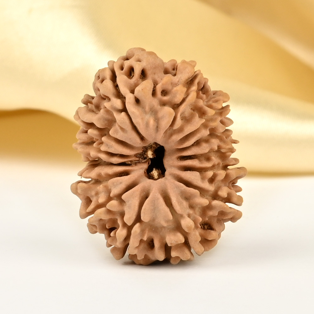 14 Mukhi from Nepal Small - CCLXXXI