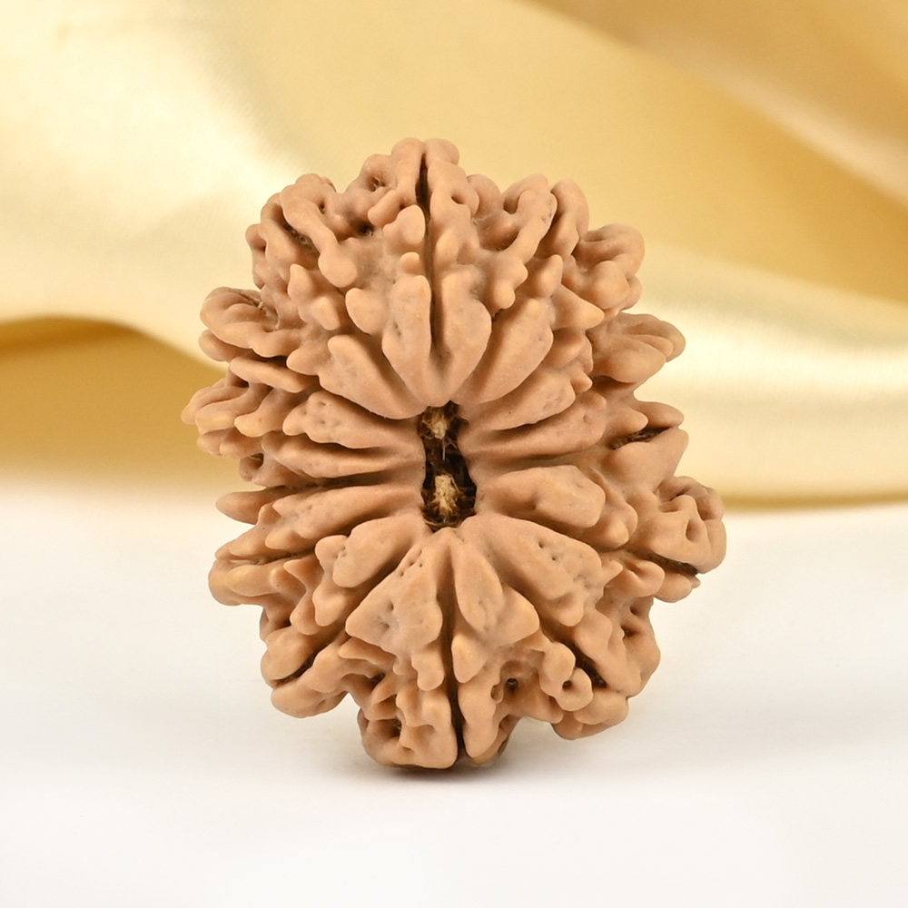 14 Mukhi from Nepal Small - CCLXXXII