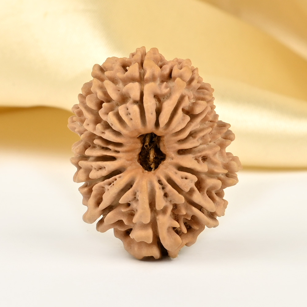 14 Mukhi from Nepal - CCXLVIII