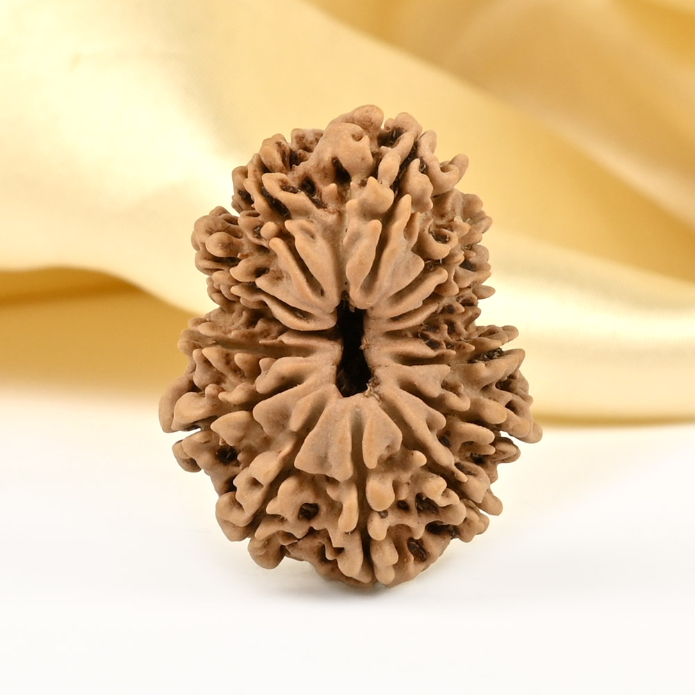 14 Mukhi from Nepal - CCXLIX